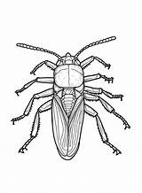 30  Cockroach Coloring Pages Free Printable PDF JPG PNG & Online sketch template