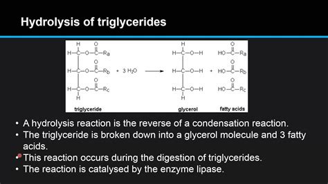 B.4.7 Describe the enzyme-catalysed hydrolysis of triglycerides during digestion. - YouTube