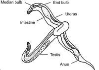 Nematode Structure and Function - WikiVet English