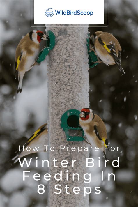 Winter Bird Feeding - How To Feed Your Bird During Winter In 8 Steps