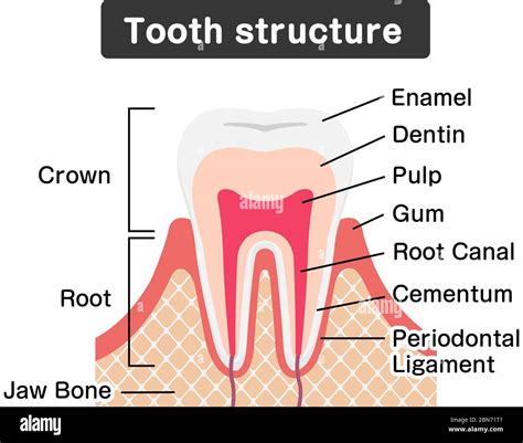 Molar Tooth Diagram