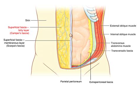 Easy Notes On 【Abdominal Wall】Learn in Just 3 Minutes! – Earth's Lab