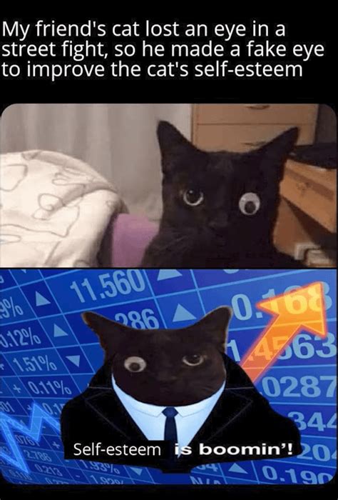 Googly eyes are the best : r/Catmemes