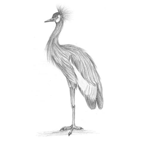 Black Crowned Crane Pencil Drawing - Sketching Black Crowned Crane with Pencils on ...