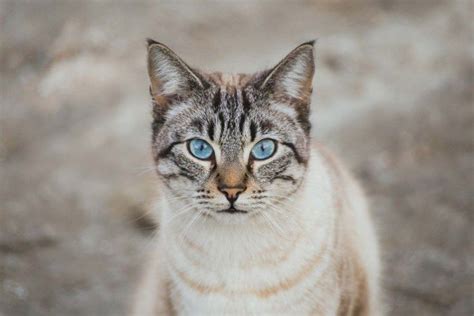 Ojos Azules - Rare Blue Eyed Cats | Pets4Homes | Cat with blue eyes, Cats, Baby cats