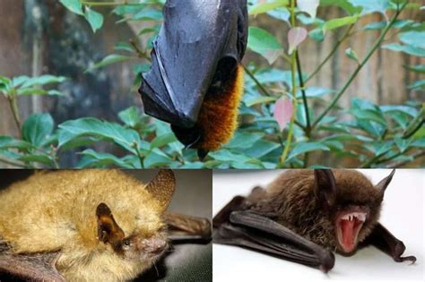 How & What do Bats Eat & Drink? All About Bat Foods