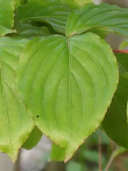 Cornus kousa ssp. chinensis 'Milky Way' - Common Bonsai,Deciduous ...