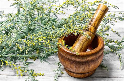 Wormwood: Best 7 Health Benefits