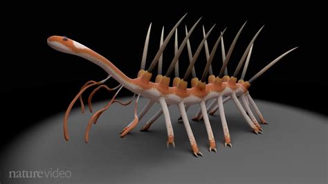 Hallucigenia: The worm with the missing head | Prehistoric animals ...