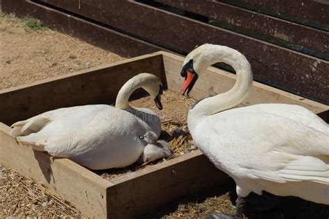 A Male and Female Mute Swan with a Baby Swan in a Nest at Abbotsbury ...