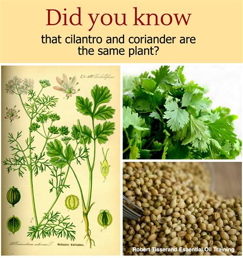 Cilantro & Coriander | Did You Know that they're the same plant? - Tisserand Institute