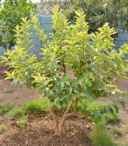 GREEN WORLD Natural Guava / Psidium Guava / Amrud Fruit Tree Seeds, For Plantation at Rs 450 ...