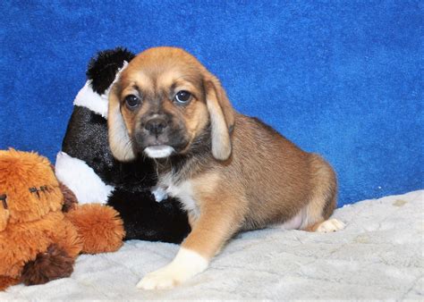 Puggle Puppies For Sale - Long Island Puppies