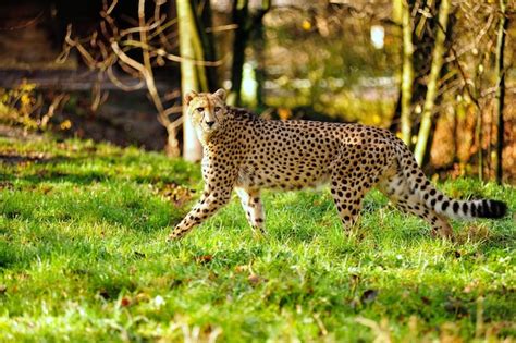 Premium Photo | Gepard on field