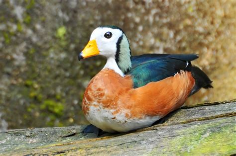 African Pygmy Goose | African Pygmy Goose, also found in Mad… | Flickr