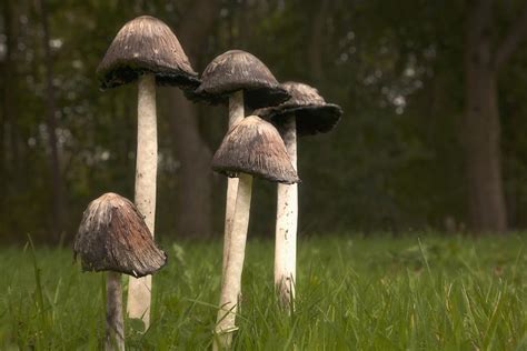 Mushrooms With Tall Stems Growing In Photograph by John Short