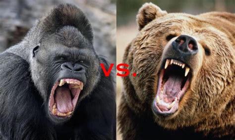 Xavier News | GRIZZLY versus GORILLA: Who Would Win?