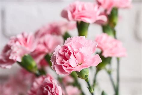 Uses Of Carnation Flower | Best Flower Site