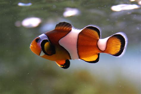 Clown Fish - clownfish Photo (16804988) - Fanpop