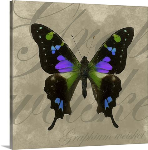 Purple Spotted Swallowtail Wall Art, Canvas Prints, Framed Prints, Wall Peels | Great Big Canvas