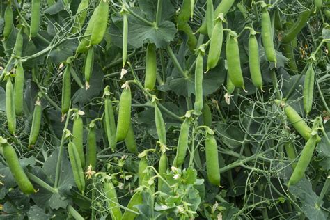 Growing Peas » Top Tips to Grow Like a Farmer