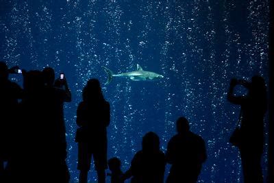 New great white shark goes on display at Monterey Bay Aquarium – The ...