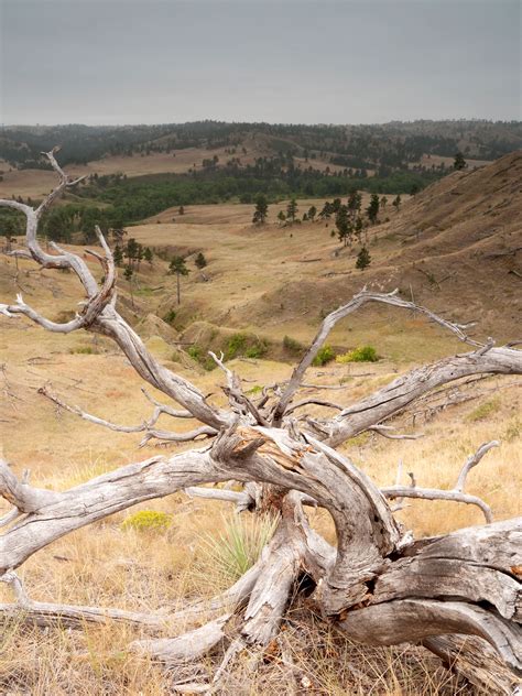 Nebraska National Forests and Grasslands - Soldier Creek Wilderness | Nebraska, National forest ...