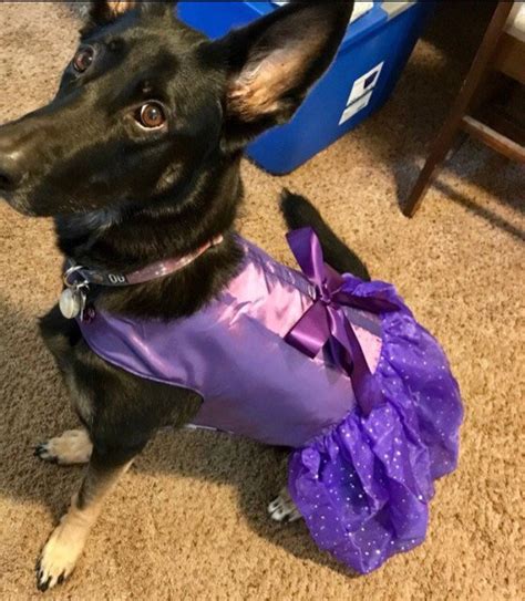 Special Occasion Purple dog dress Harness tutu Pet Apparel | Etsy