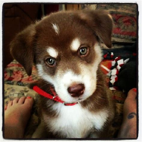 28 best images about lab husky mix on Pinterest | Lab mixes, Huskies puppies and Chocolate labs