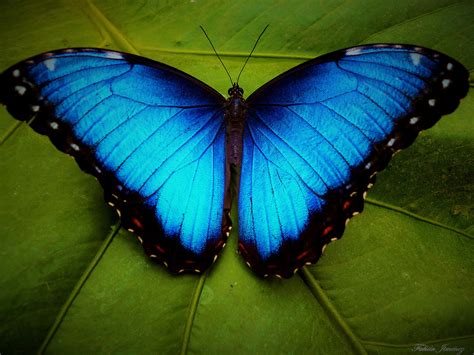 Blue Morpho Butterfly by Fabián Jiménez Román - Photo 55744054 - 500px