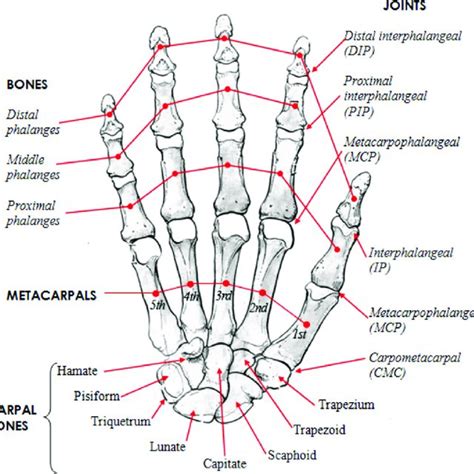 | Nerves in the hand: radial, median, and ulnar (Peripheral nerves of ...