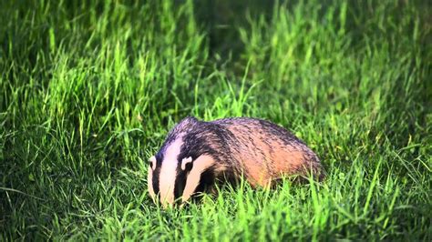 Badger Feeding. May 2014 - YouTube