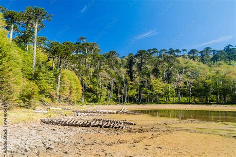 Araucaria forest in National Park Herquehue, Chile. The tree is called ...