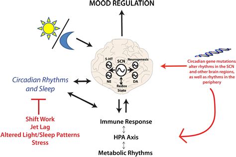 How Might Circadian Rhythms Control Mood? Let Me Count the Ways ...