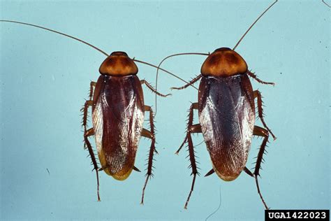 American cockroach, Periplaneta americana (Blattodea: Blattidae) - 1422023