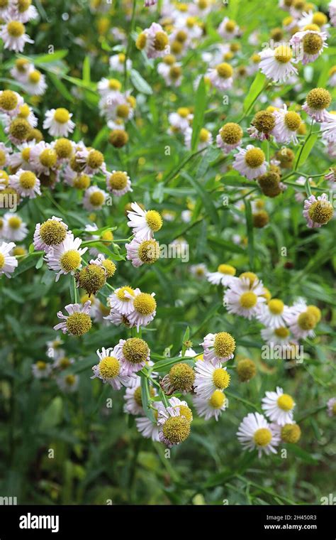 False aster pink beauty hi-res stock photography and images - Alamy