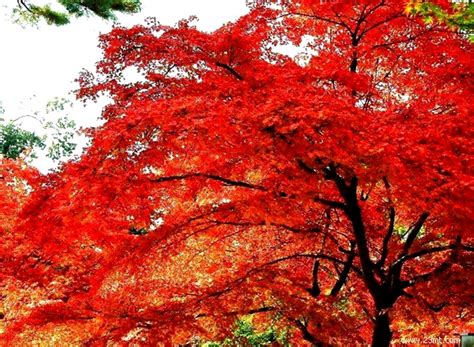 北京香山公園紅葉祭開幕10月12日開幕_旅情中国