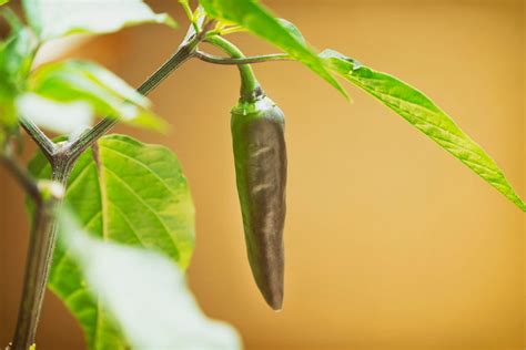 Growing Hot Peppers Indoors – How To Care For Hot Peppers In Pots