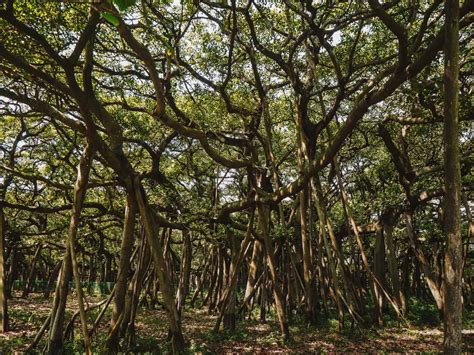 How To Visit The Great Banyan Tree In Kolkata Botanical Gardens!