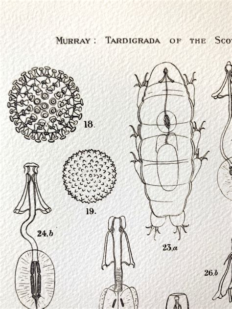 Tardigrade Water Bear Anatomy Specimens PLATE 4 SC-21-25 | Etsy