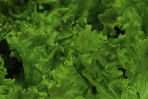 Free photo: lettuce, vegetable, vegetables, greens, organic farm, healthy, garden | Hippopx