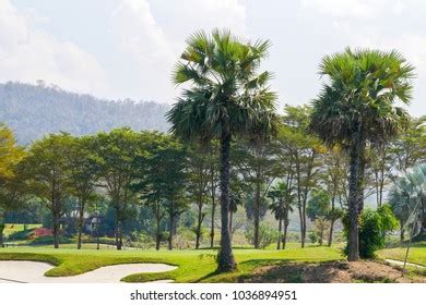 292 Talipot Palm Trees Images, Stock Photos & Vectors | Shutterstock