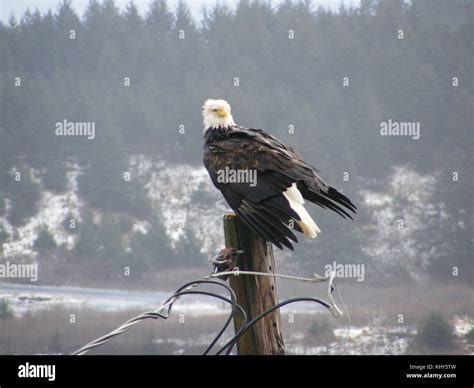 Bald Eagle, Kodiak, Alaska Stock Photo - Alamy