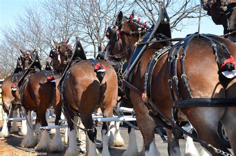 Running Rough Shod: Clydesdales, Clydesdales, CLYDESDALES!