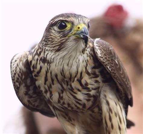 Merlin Falcon | Renfest ~ Deerfield Beach, Florida www.allab… | Flickr