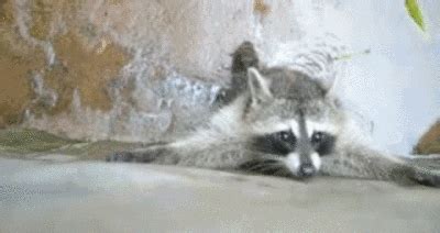 Raccoon GIF - Find & Share on GIPHY