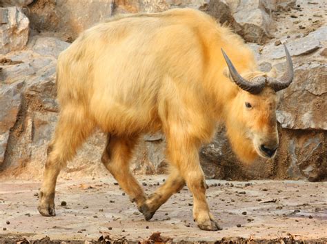 The golden takin is an endangered goat-antelope native to China ...