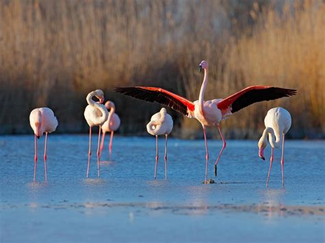 Greater Flamingo Bird Facts (Phoenicopterus roseus) | Bird Fact