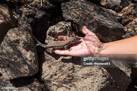 4,064 Canary Islands Wildlife Stock Photos, High-Res Pictures, and ...