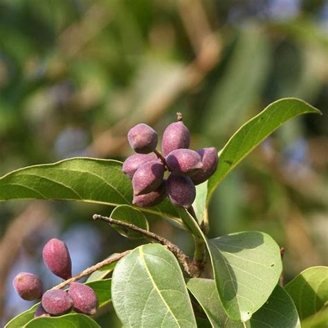 Buy Terminalia Chebula - Plant online from Nurserylive at lowest price.